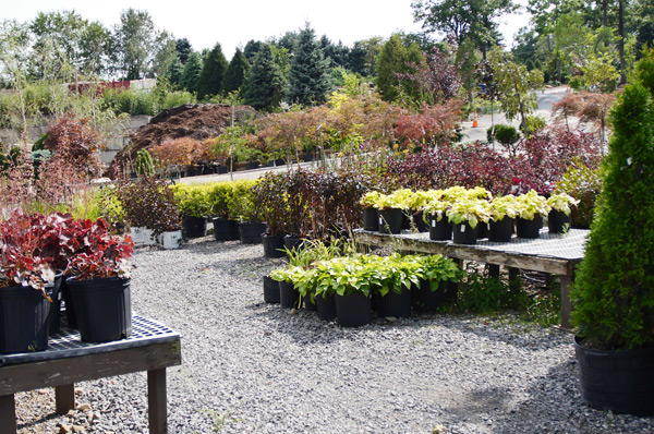 Stirling Landscape Shrubs and Trees